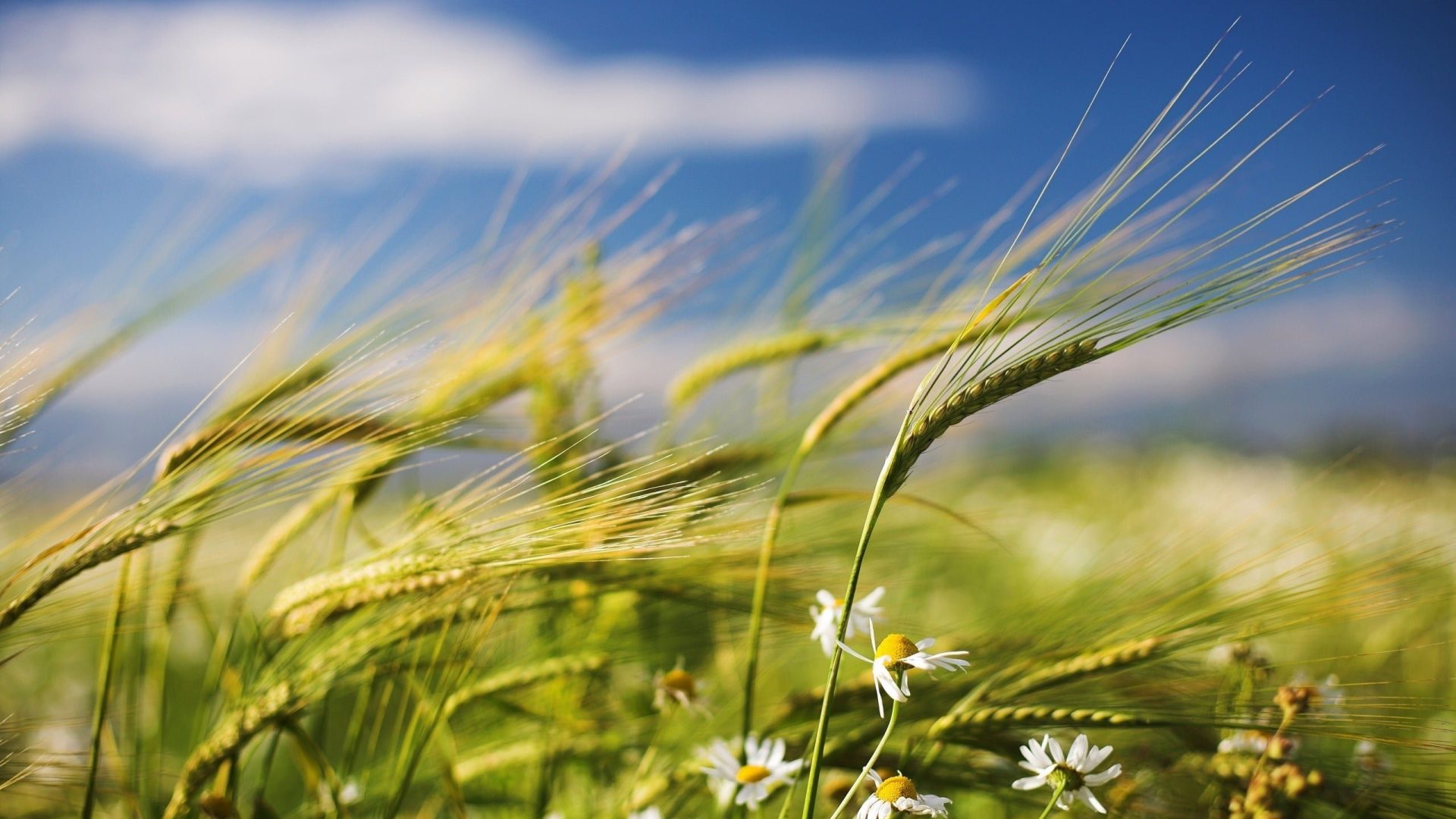 Amazing Farming HD Wallpapers 1 1920x1080 1 - شرکت بازرگانی آروین فیدار کیمیا