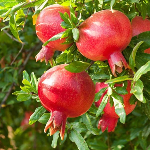 Pomegranate Wonderful 600x600 - گرین کال