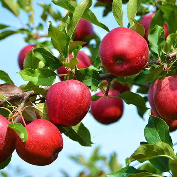 apples on branch 600x600 - کود محرک رشد فورتاسل