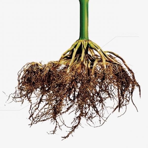 root risheh 1 600x600 - آمینون رای