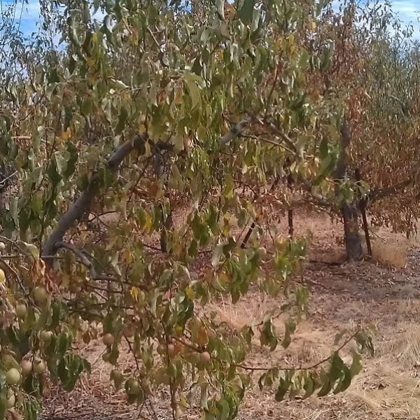 apple trees dry drought no water dying 1000x598 1 600x600 - آمینون فورت
