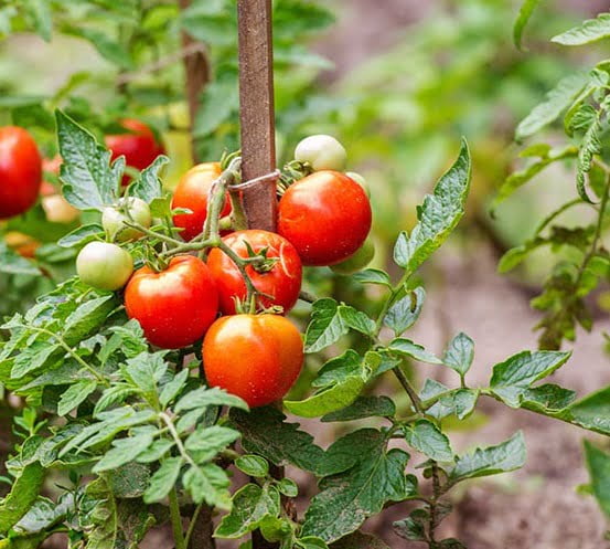 tomato planting - بیوکسی روی منیزیم منگز مس