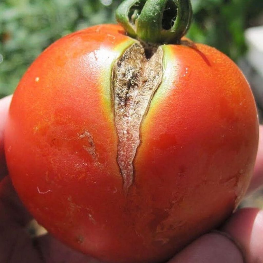 tomato00 2 1024x1024 - کود محرک رشد فورتاسل
