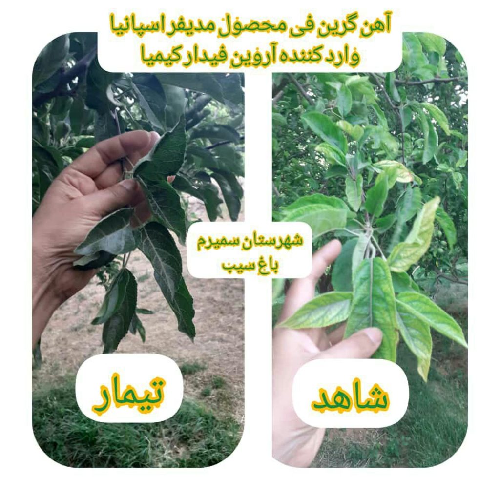 گرین فی باغ سیب اصفهان 1024x1024 - تست های مزرعه ای