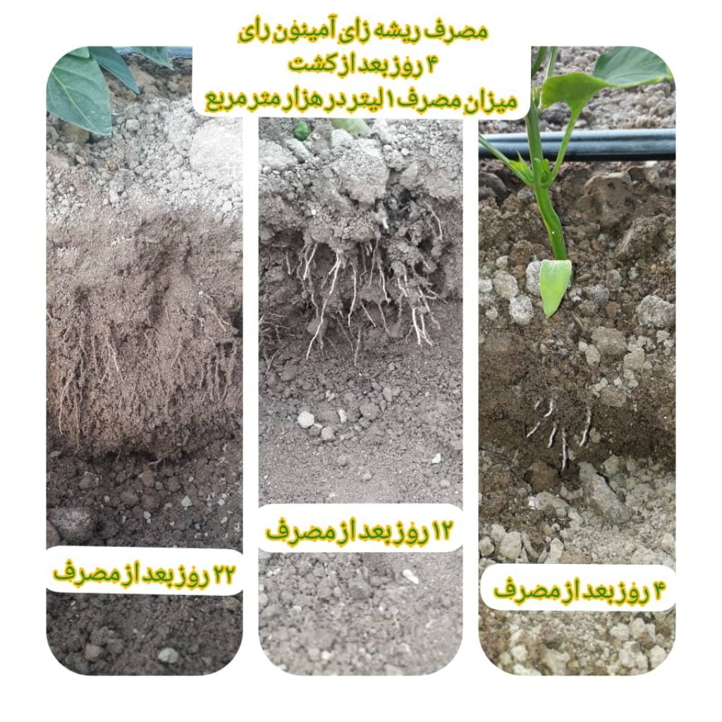 آمینون رای فلفل دلمه اصفهان 1024x1024 - تست های مزرعه ای