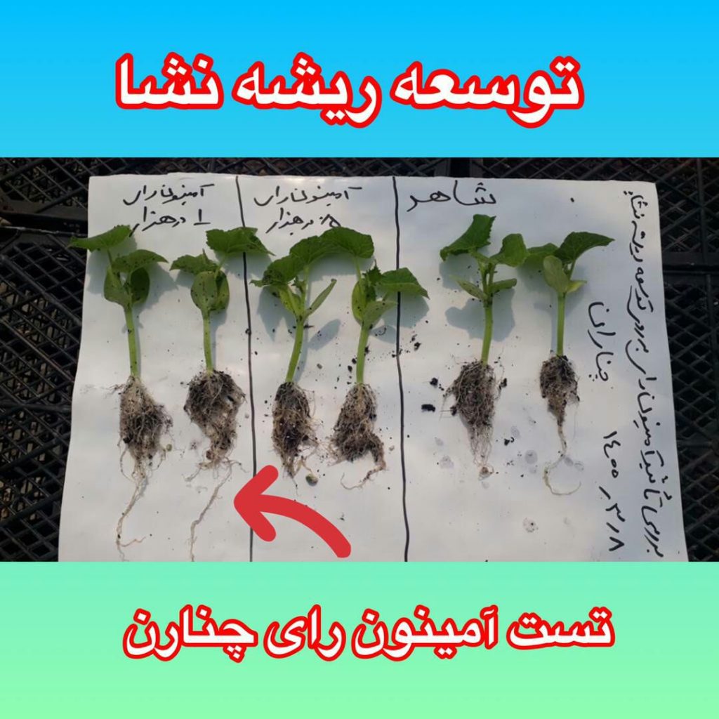 آمینون رای نشاء خیار چناران 7 1024x1024 - تست های مزرعه ای