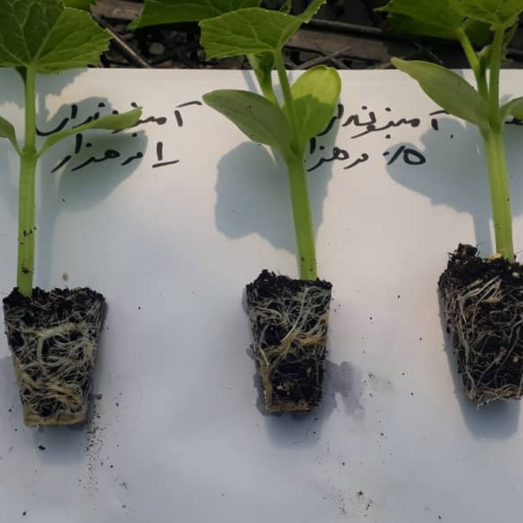آمینون رای نشاء خیار چناران 8 1024x1024 - تست های مزرعه ای