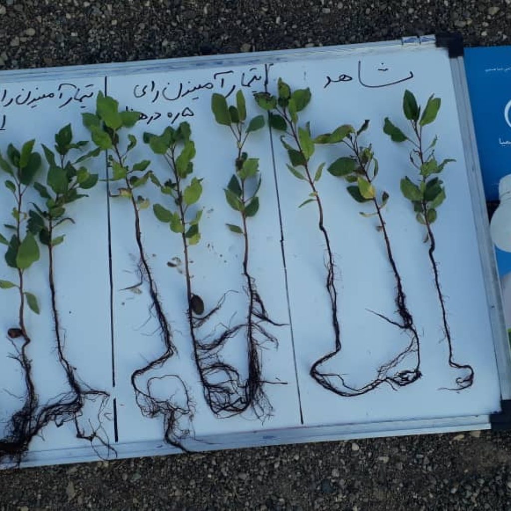 آمینون رای نهال پسته 1024x1024 - تست های مزرعه ای