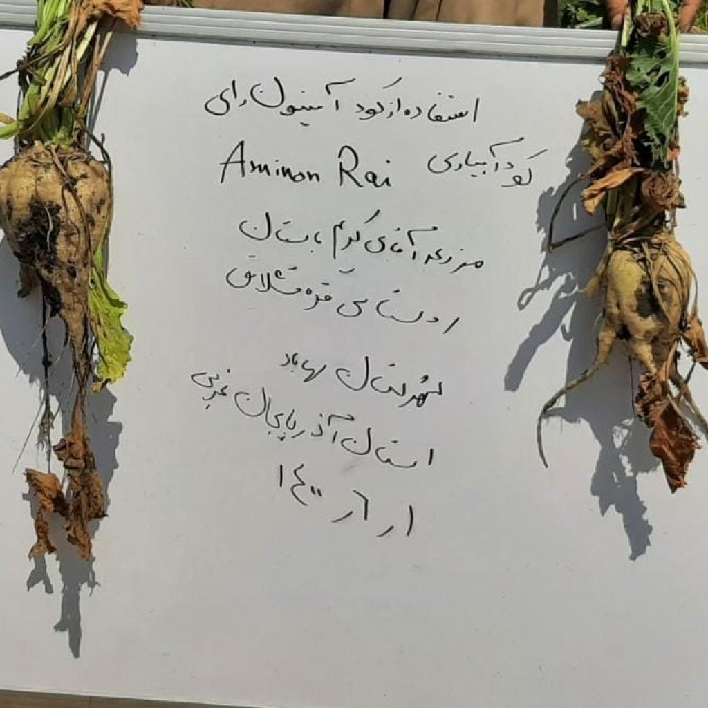 آمینون رای چغندرقند مهاباد 2 1024x1024 - تست های مزرعه ای