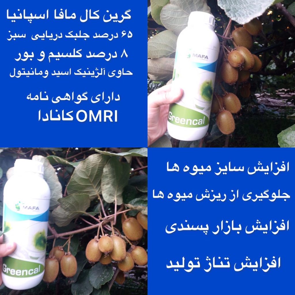 گرین کال کیوی کلاچای 1024x1024 - تست های مزرعه ای