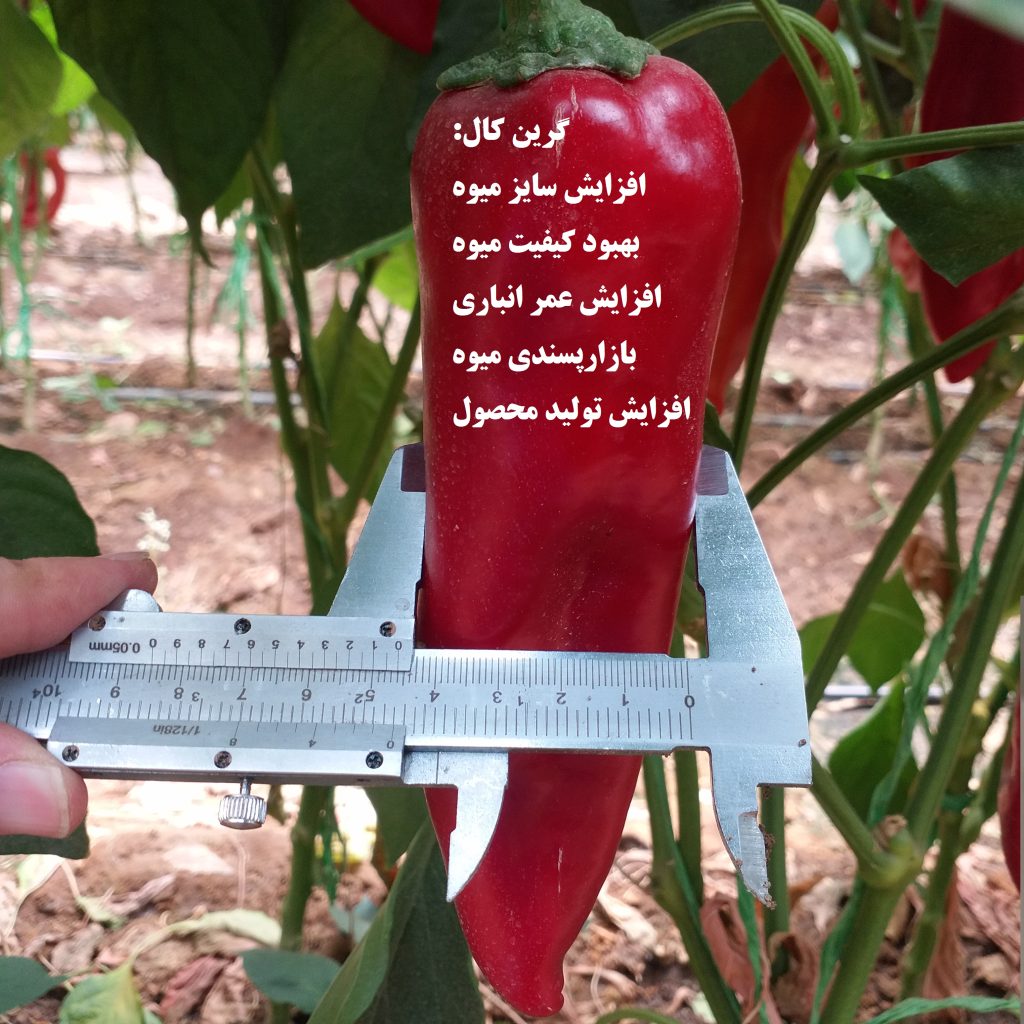 تست گرین کال قطر فلفل کاپی پیشوا 1024x1024 - تست های مزرعه ای