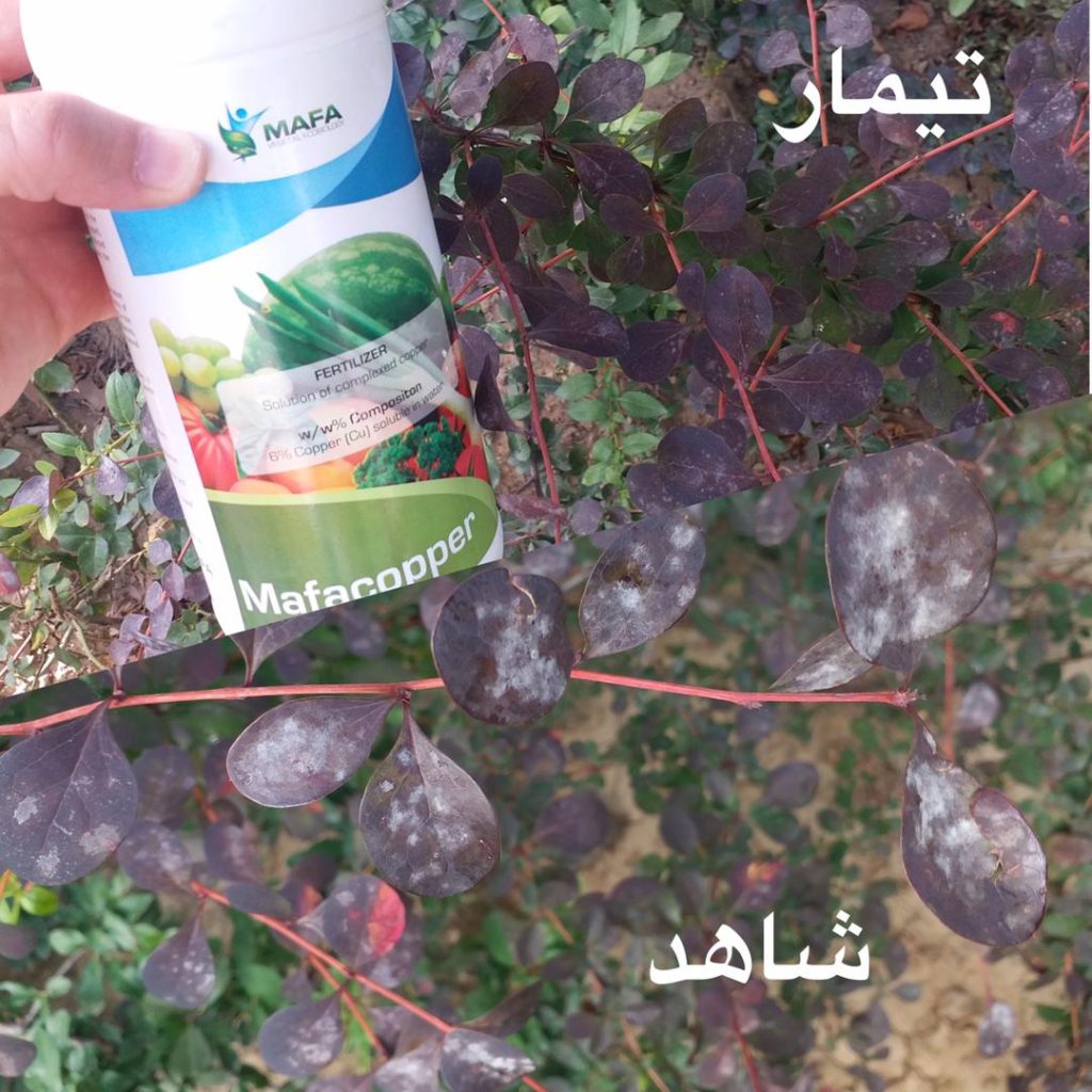 کوپر زرشک زینتی 1024x1024 - تست های مزرعه ای