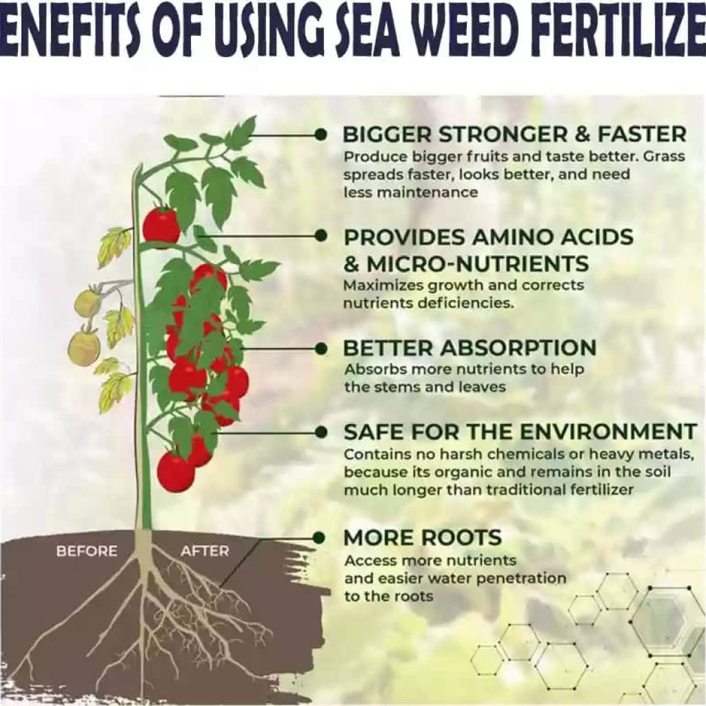 1000 seaweed fertilizer for plants seaweed granules suitable for original imagafc2hxsrx6kd 1024x1024 - کود جلبک دریایی