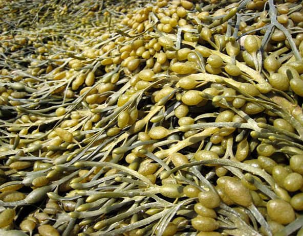 seaweed extract ascophyllum nodosum 1529392371 3992419 - کود جلبک دریایی