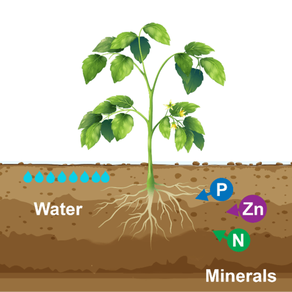 nitrient mobility in soil 1024x1024 - تغذیه گیاهی بخش 2