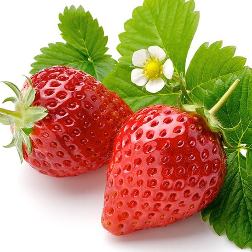 strawberry plant 0773401340 1024x1024 - کود توت فرنگی بخش دوم