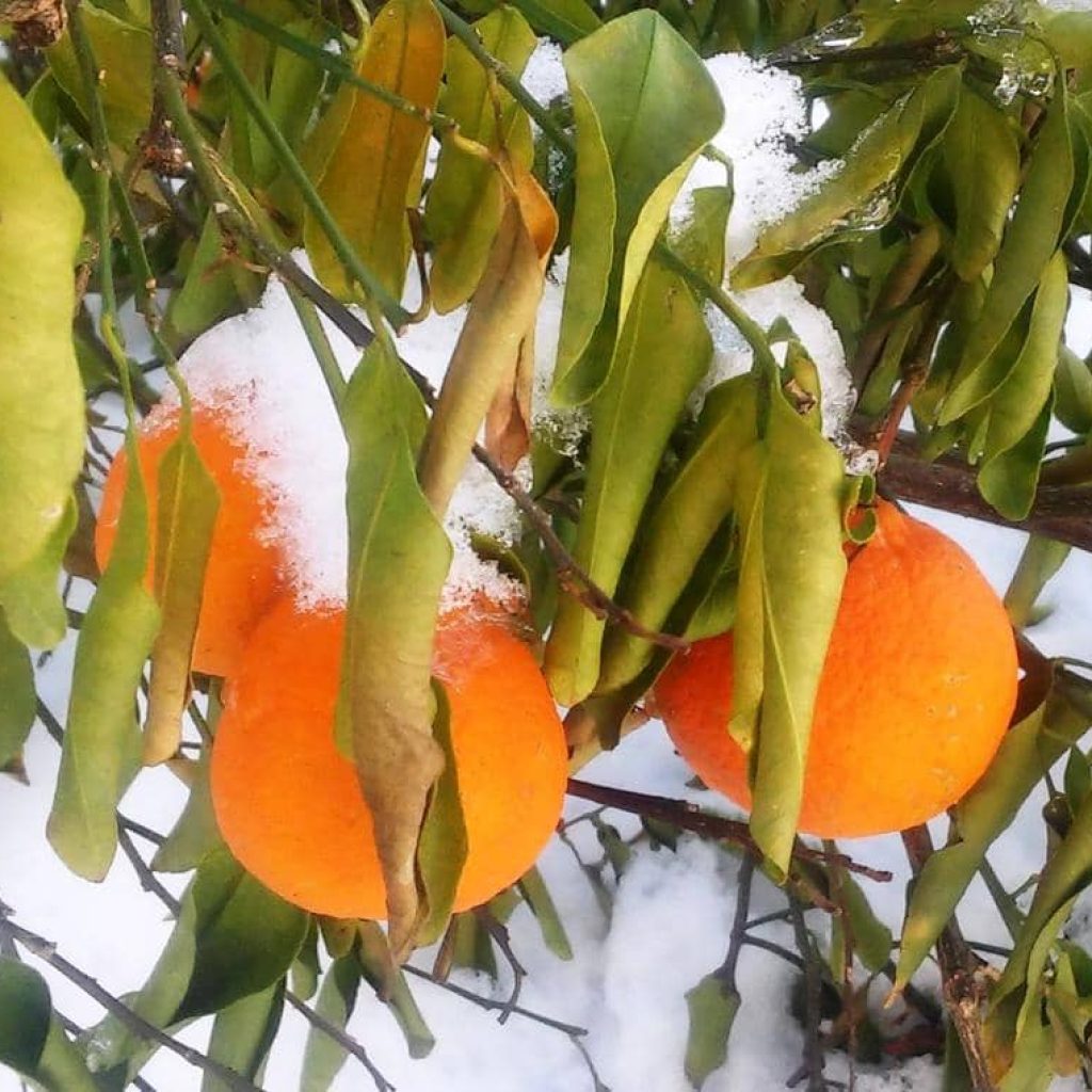 تغذیه درختان در سرما