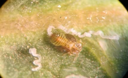 psyllid larva 5 - پسیل پسته