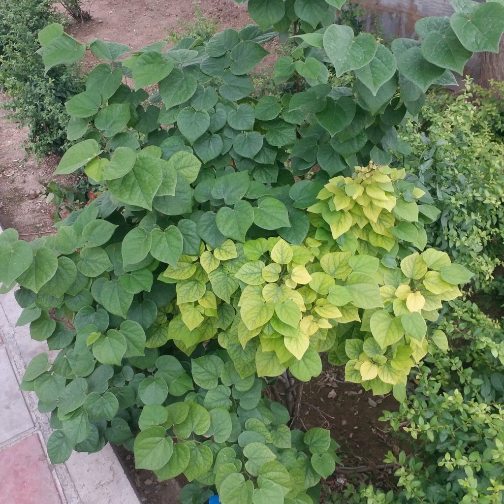 کود آهن
