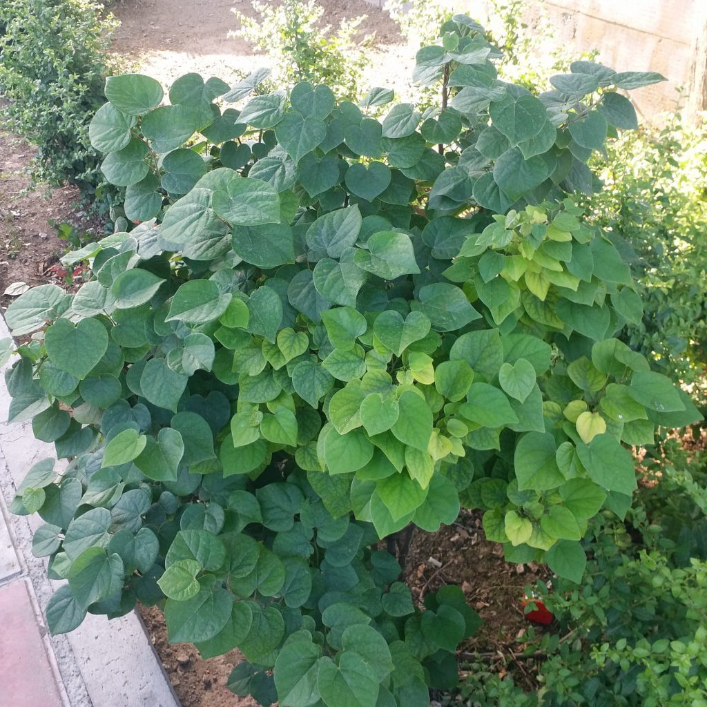 آهن مدیفر