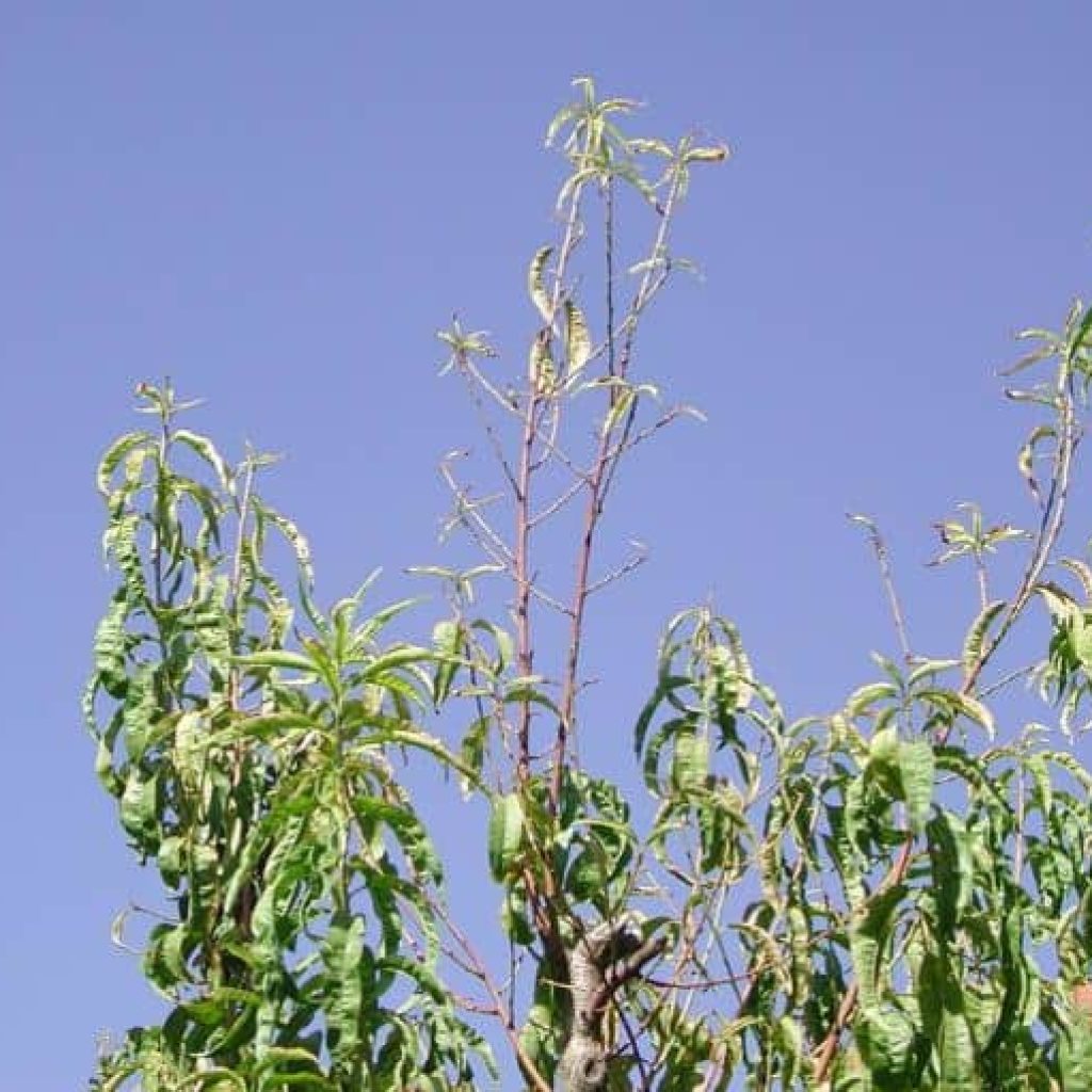 کمبود روی