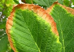 crop leaf scorch horsechestnut marion murray utah state university - کود ضد شوری بخش دوم