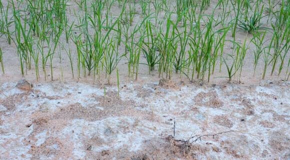 saline soil in rice field - کود ضد شوری بخش دوم