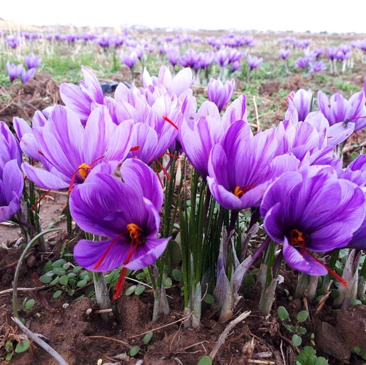 1272620 891 1 - ترکیبات طلایی
