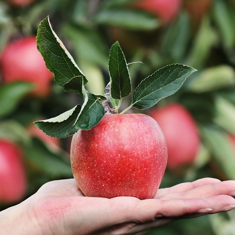 apple 2788662 1280 - ترکیبات طلایی