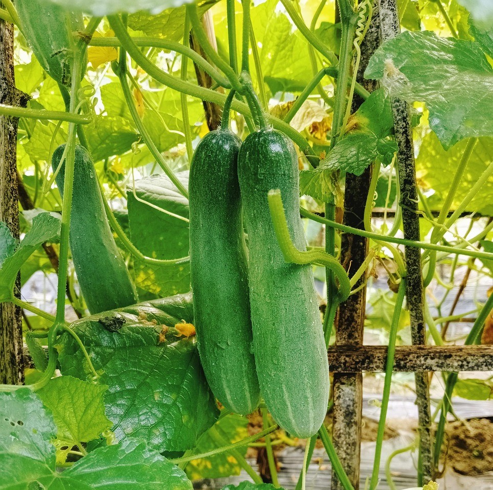 cucumber 7488985 1280 - ترکیبات طلایی