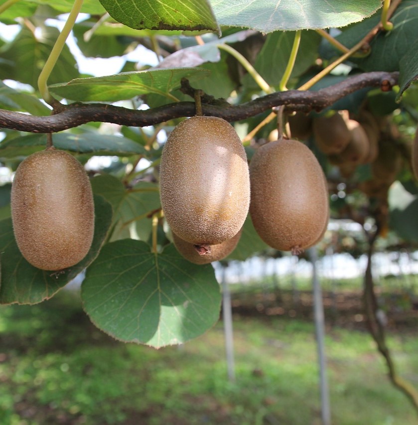 kiwi 1565847 1280 - ترکیبات طلایی