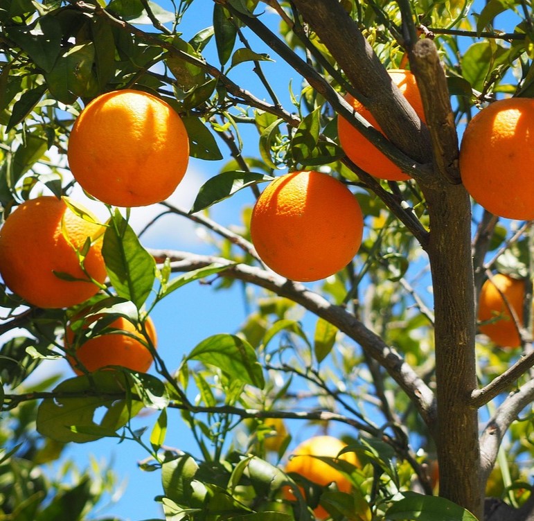 oranges 1117628 1280 - ترکیبات طلایی