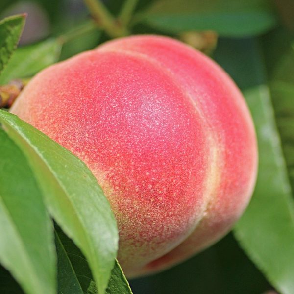 peach 2721852 1280 600x600 - ترکیبات طلایی