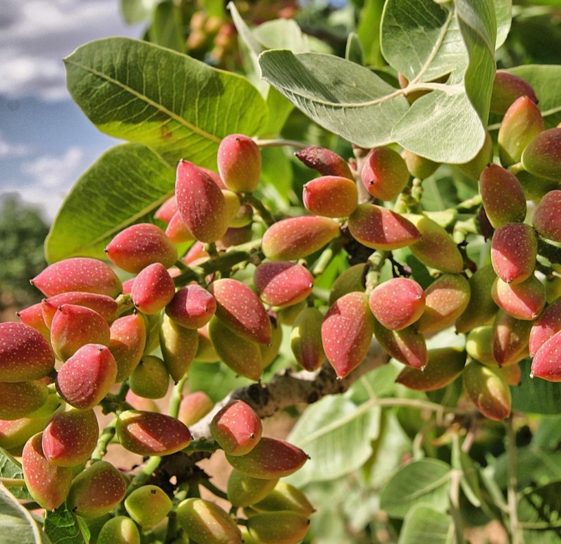 pistachio 1137886 1280 - ترکیبات طلایی