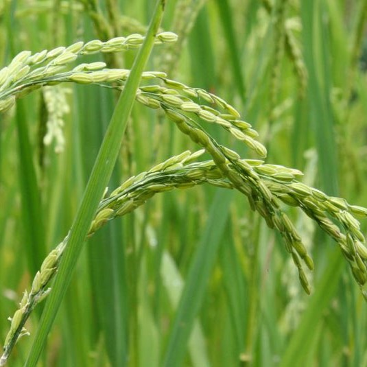 rice 3 1 - ترکیبات طلایی