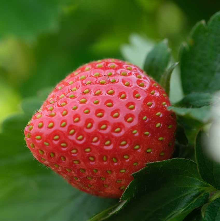 strawberry 7416286 1280 - ترکیبات طلایی
