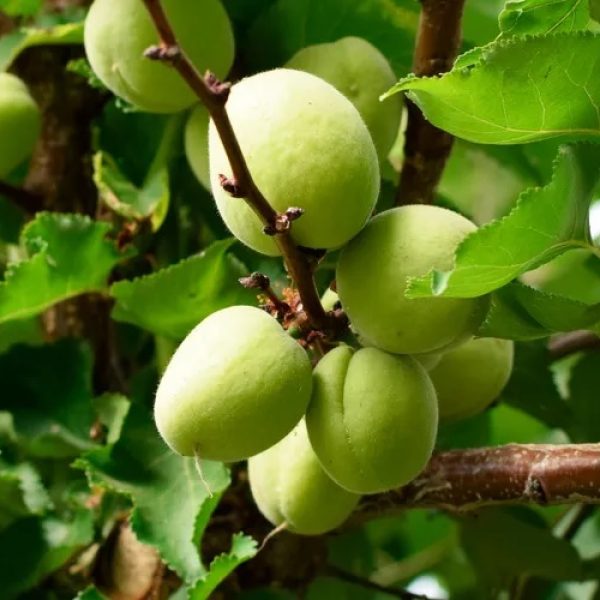Apricot tree frost 05 600x600 - سولومد اینیشیو